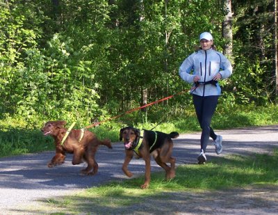 WECA:n koirajuoksuharjoitukset