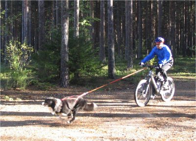 koirapyoraily.jpg (41277 bytes)