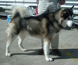 alaskanmalamute.jpg (16021 bytes)