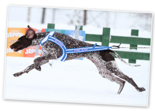 Koiravaljakkoajon ja valjakkohiihdon kilpailukalenteri 2014