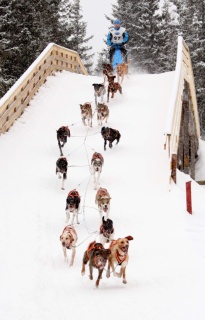 Valjakkourheilun talvilajien EM-kilpailut, Sled dog sports on snow European Championships 7.-9.3.2014, Rautavaara, Finland