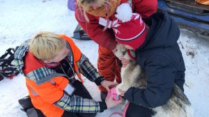 Sleddog Sports vet in action